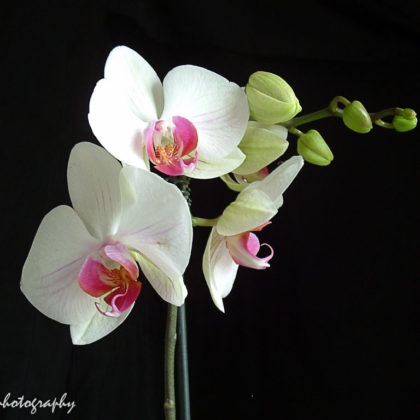 Orchids on a dark background