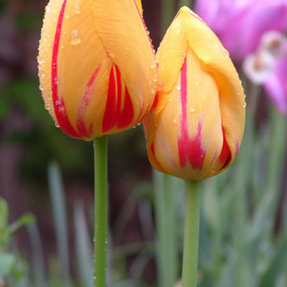 close up, tulips