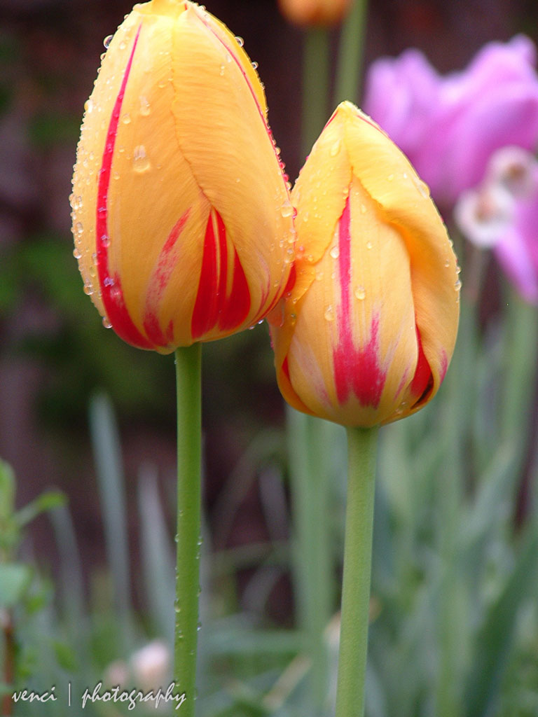close up, tulips