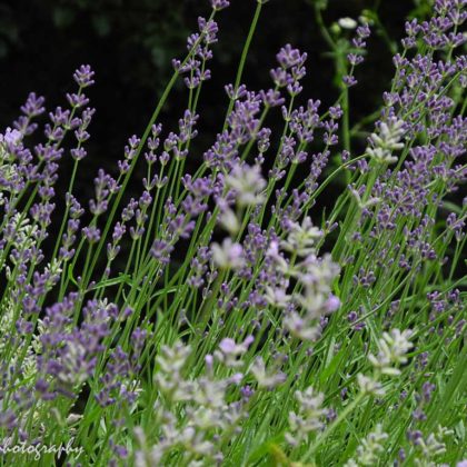 lavender in our garden