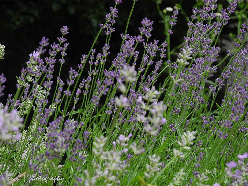 lavender in our garden
