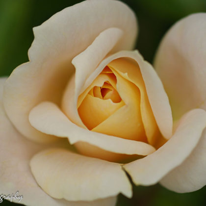 close up, white rose in our garden